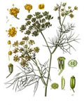 Fennel