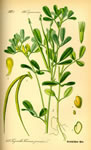 Fenugreek